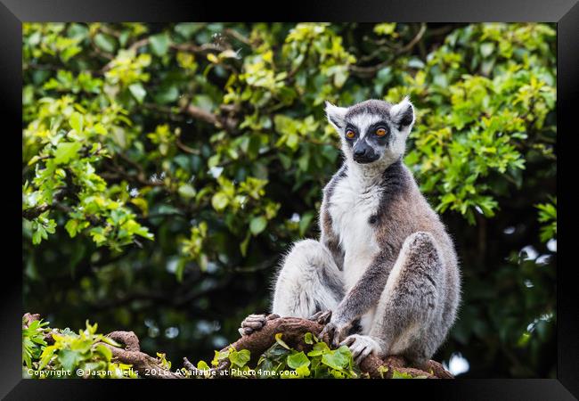 Ring-tailed lemur in a tree Framed Print by Jason Wells