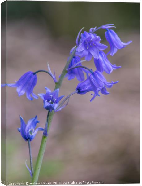BlueBells Canvas Print by andrew blakey