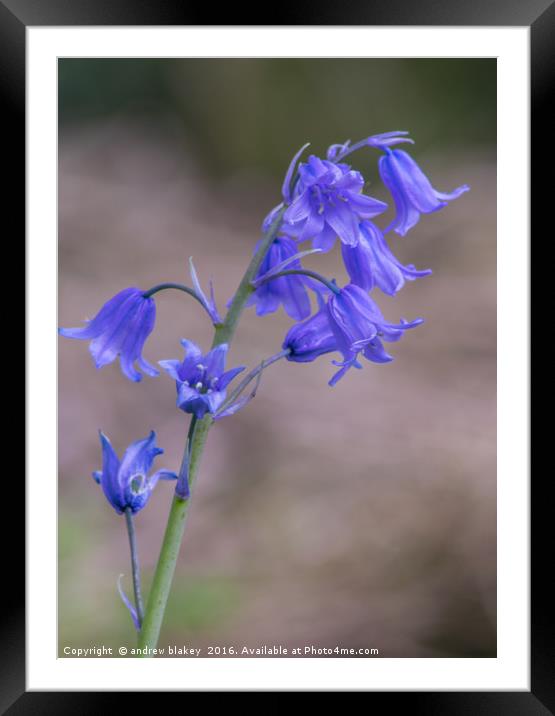 BlueBells Framed Mounted Print by andrew blakey