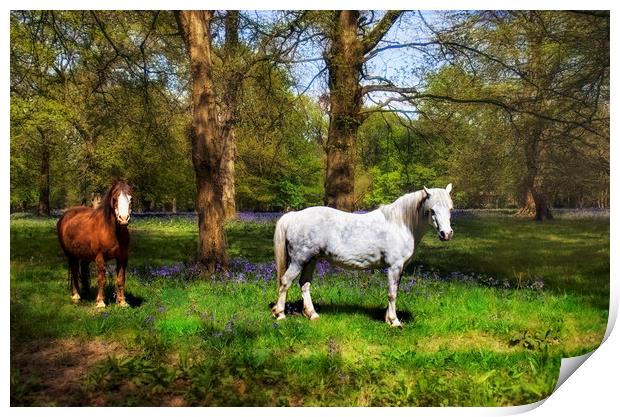 Horses with Bluebells Print by Dawn Cox