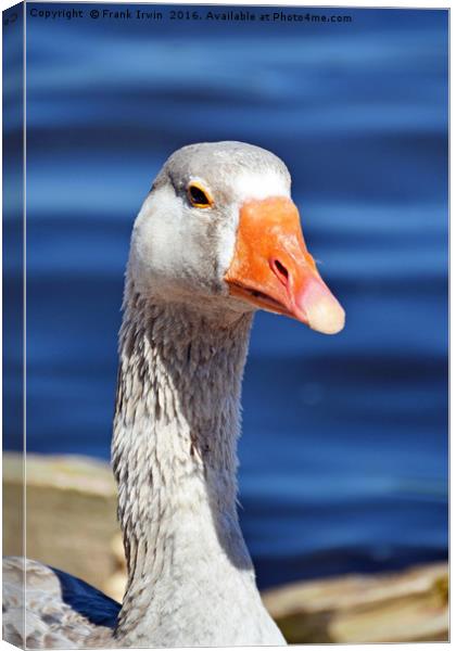 The Pilgrim Goose posing for the camera Canvas Print by Frank Irwin