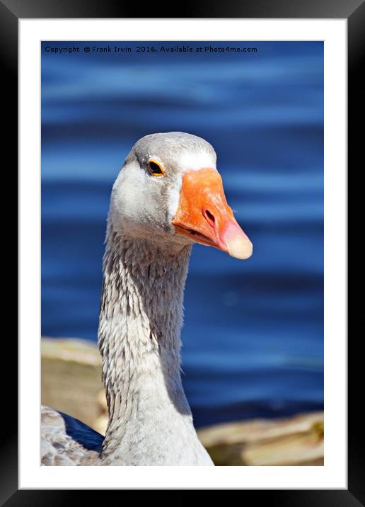 The Pilgrim Goose posing for the camera Framed Mounted Print by Frank Irwin