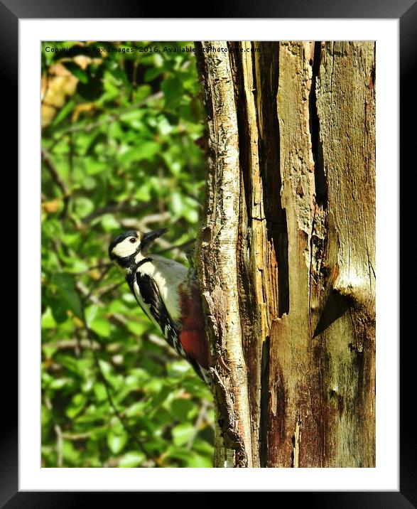 Great Spotted Woodpecker Framed Mounted Print by Derrick Fox Lomax