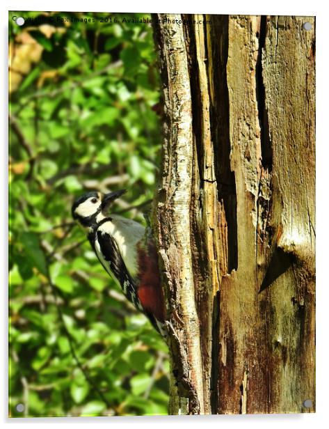 Great Spotted Woodpecker Acrylic by Derrick Fox Lomax