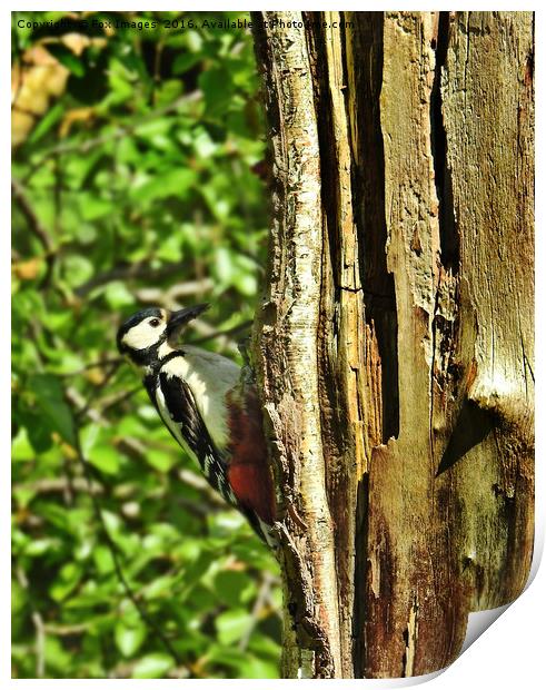 Great Spotted Woodpecker Print by Derrick Fox Lomax