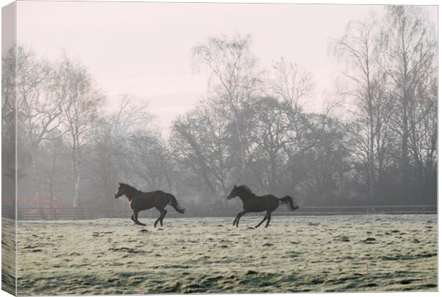 Early morning light on two horses in a frost cover Canvas Print by Liam Grant