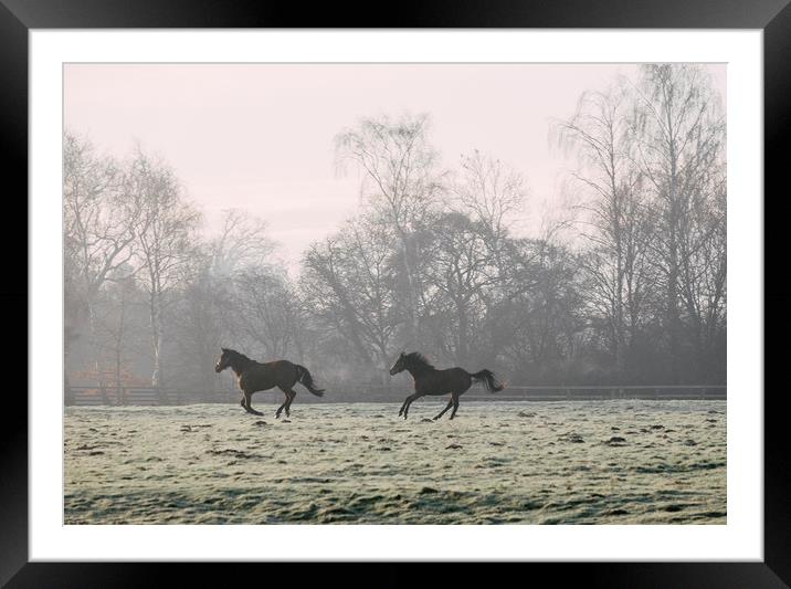 Early morning light on two horses in a frost cover Framed Mounted Print by Liam Grant