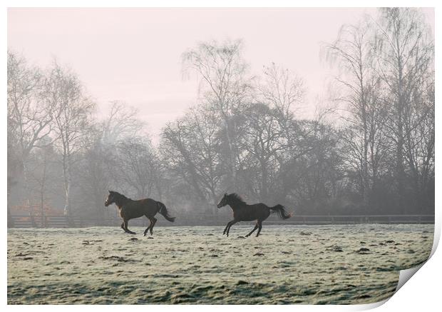 Early morning light on two horses in a frost cover Print by Liam Grant