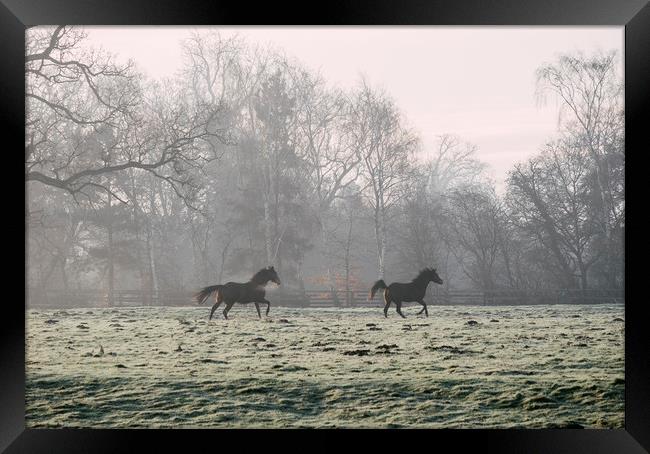 Early morning light on two horses in a frost cover Framed Print by Liam Grant