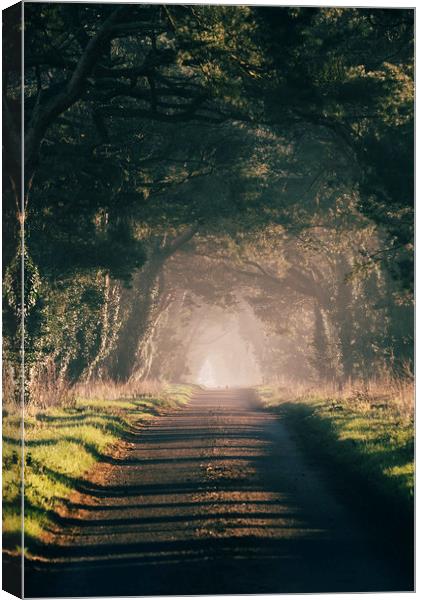 Sunrise light on a tree lined rural road. Norfolk, Canvas Print by Liam Grant