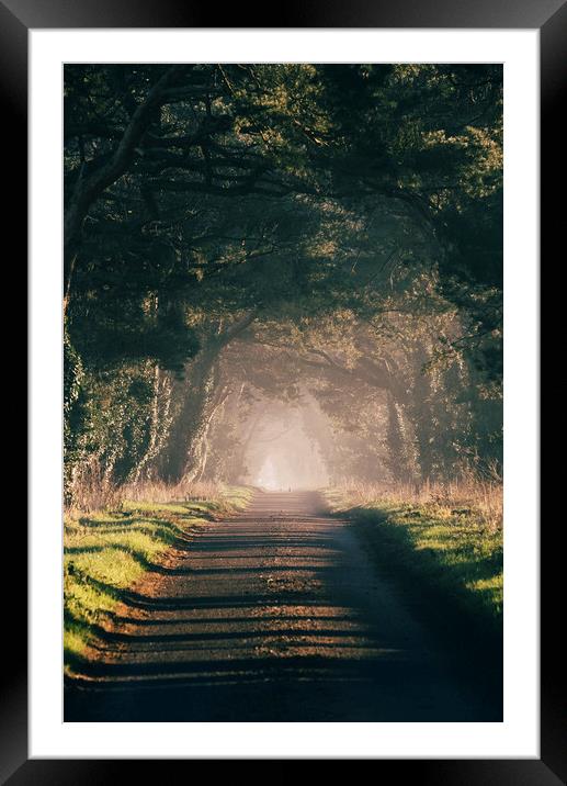 Sunrise light on a tree lined rural road. Norfolk, Framed Mounted Print by Liam Grant