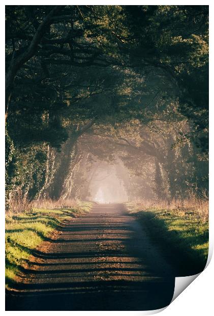 Sunrise light on a tree lined rural road. Norfolk, Print by Liam Grant