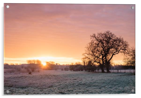 Frost covered field at sunrise. Cressingham, Norfo Acrylic by Liam Grant