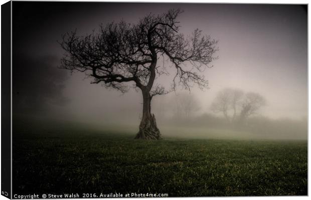 Oak in the mist Canvas Print by Steve Walsh