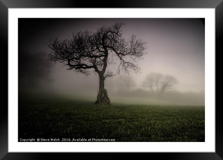 Oak in the mist Framed Mounted Print by Steve Walsh