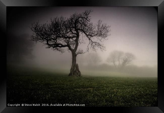Oak in the mist Framed Print by Steve Walsh