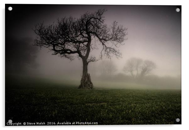 Oak in the mist Acrylic by Steve Walsh