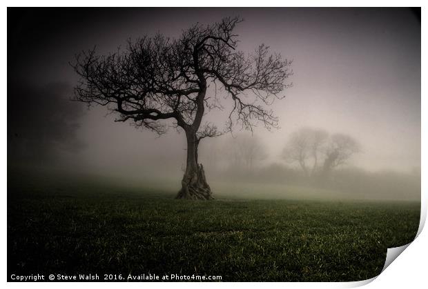 Oak in the mist Print by Steve Walsh
