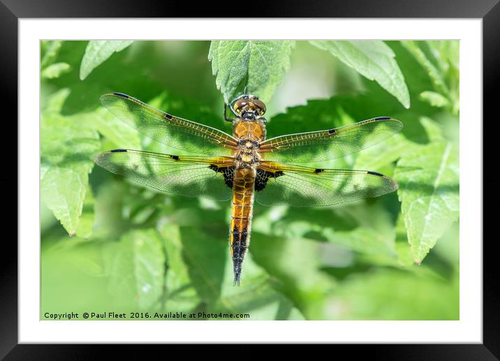 Four Spotted Chaser Dragonfly Framed Mounted Print by Paul Fleet