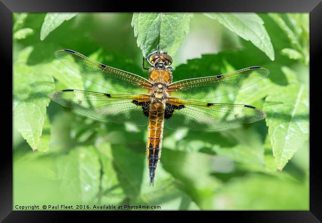 Four Spotted Chaser Dragonfly Framed Print by Paul Fleet