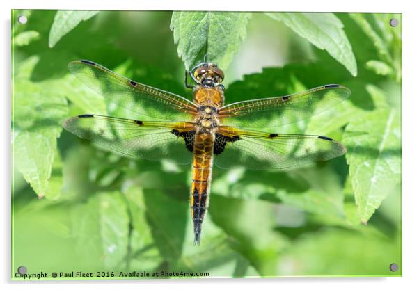 Four Spotted Chaser Dragonfly Acrylic by Paul Fleet