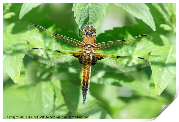 Four Spotted Chaser Dragonfly Print by Paul Fleet