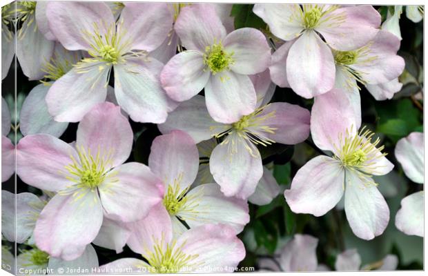 Light Purpley/pink and White Clematis flowers Canvas Print by Jordan Hawksworth