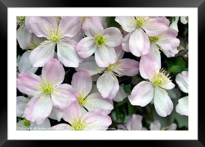 Light Purpley/pink and White Clematis flowers Framed Mounted Print by Jordan Hawksworth