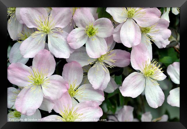 Light Purpley/pink and White Clematis flowers Framed Print by Jordan Hawksworth