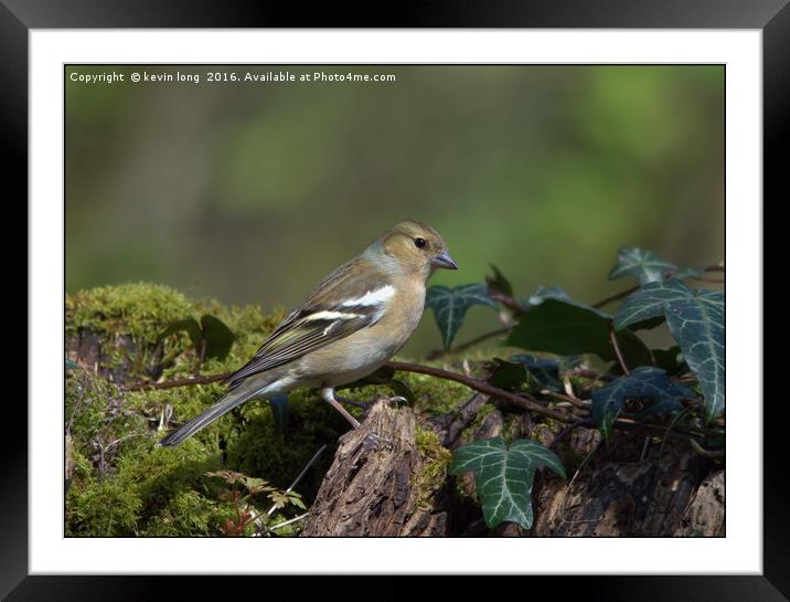 chaffinch in the woods  Framed Mounted Print by kevin long
