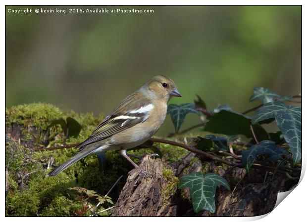 chaffinch in the woods  Print by kevin long