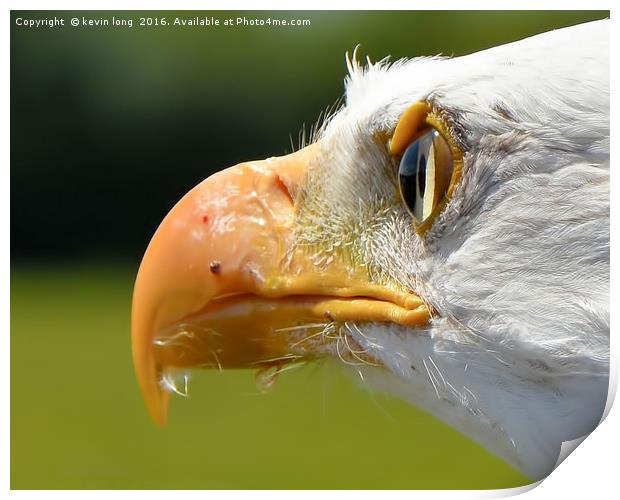 the view from a bald eagles eyes  Print by kevin long