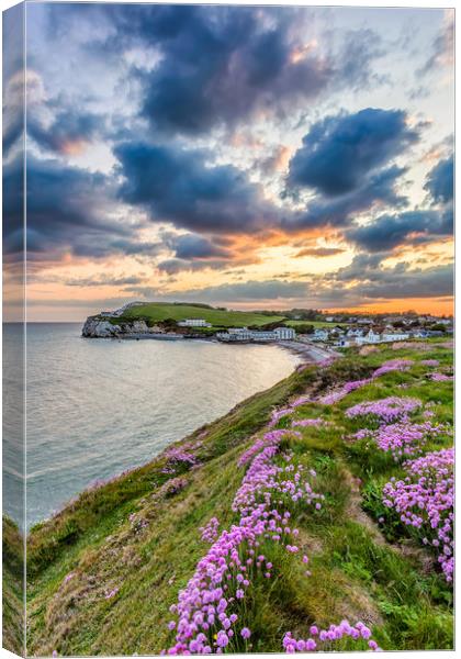 Freshwater Bay Sea Thrift Sunset (V) Canvas Print by Wight Landscapes