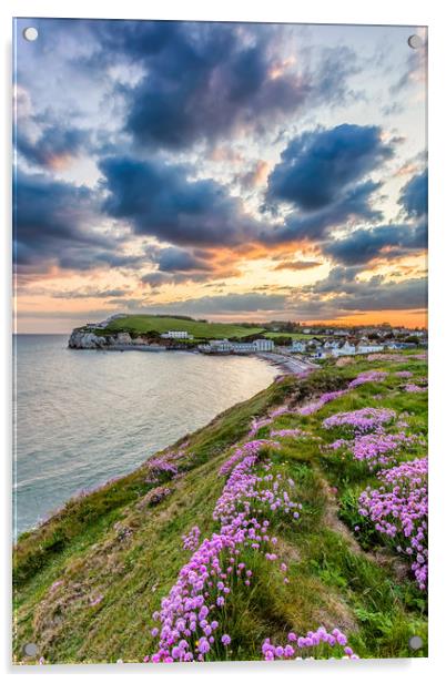 Freshwater Bay Sea Thrift Sunset (V) Acrylic by Wight Landscapes