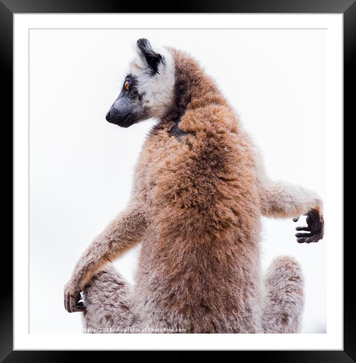 Ring-tailed lemur sunbathing Framed Mounted Print by Jason Wells