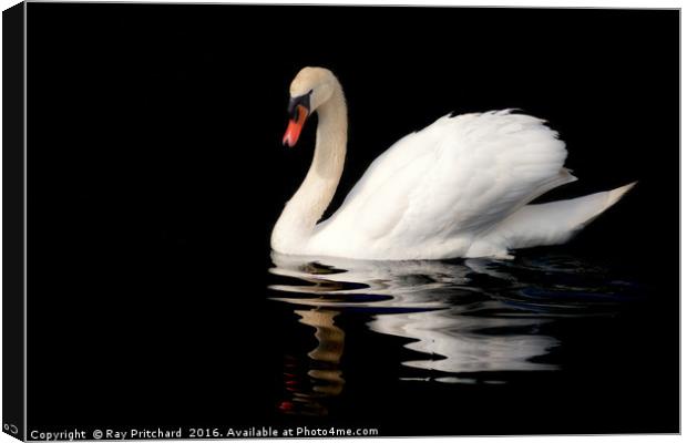 Swan  Canvas Print by Ray Pritchard