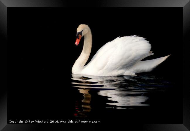 Swan  Framed Print by Ray Pritchard