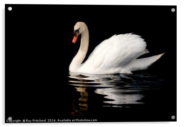 Swan  Acrylic by Ray Pritchard