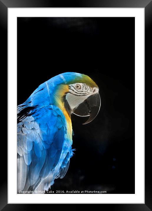 Blue or not Framed Mounted Print by Mark Cake