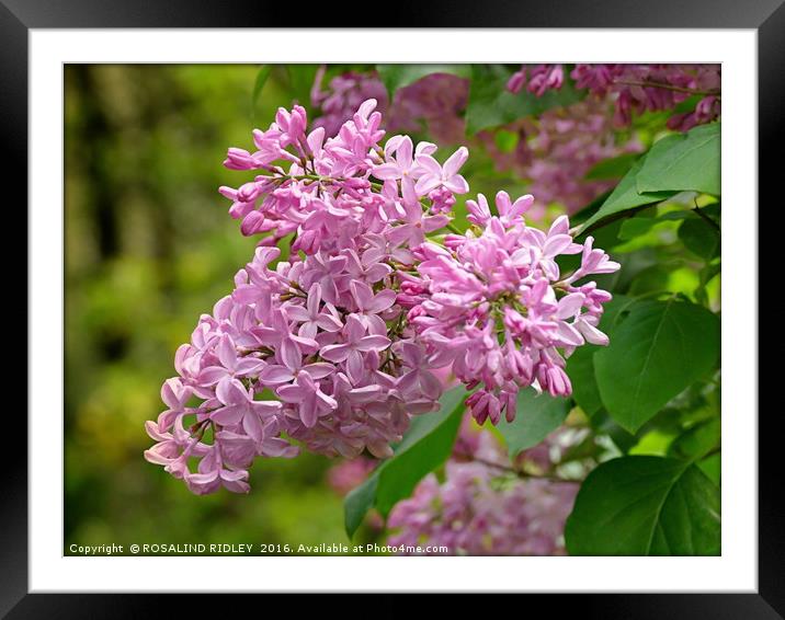 "LILAC TIME" Framed Mounted Print by ROS RIDLEY