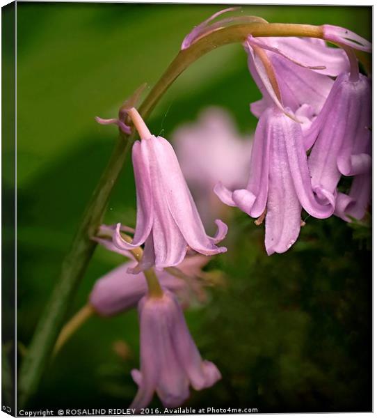 "PINK BLUEBELLS" Canvas Print by ROS RIDLEY