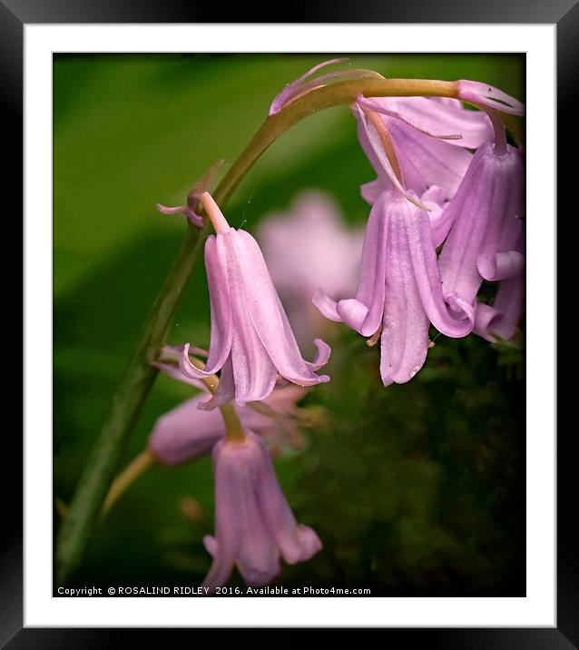 "PINK BLUEBELLS" Framed Mounted Print by ROS RIDLEY