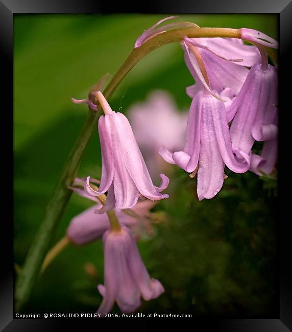 "PINK BLUEBELLS" Framed Print by ROS RIDLEY