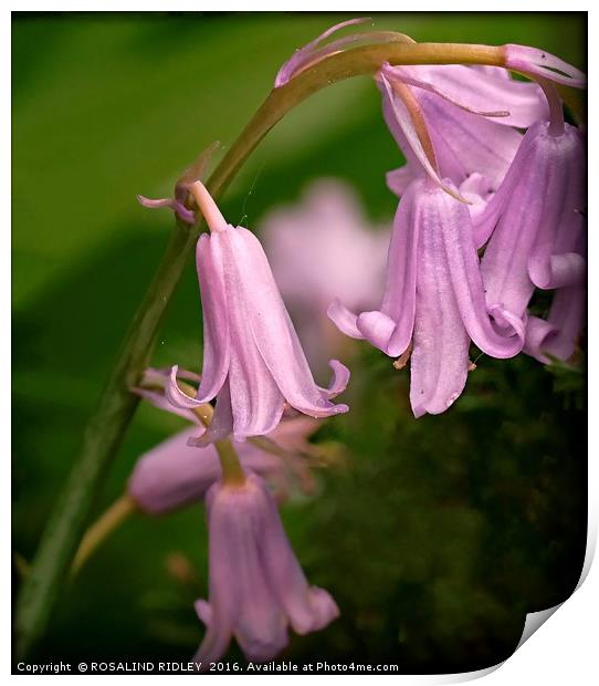 "PINK BLUEBELLS" Print by ROS RIDLEY