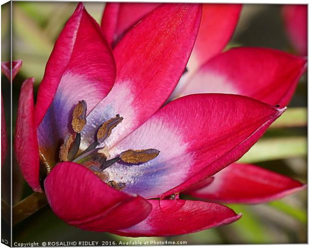 "TULIP MACRO" Canvas Print by ROS RIDLEY
