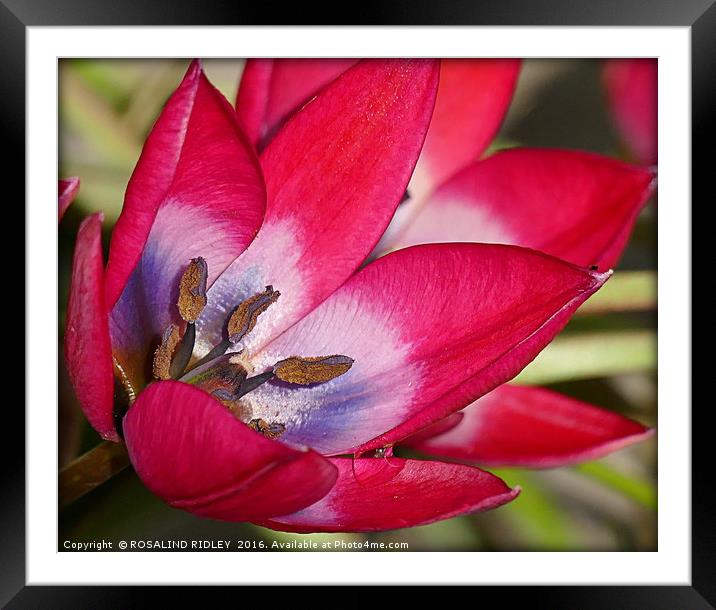 "TULIP MACRO" Framed Mounted Print by ROS RIDLEY