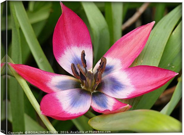 "SINGLE TULIP MACRO" Canvas Print by ROS RIDLEY