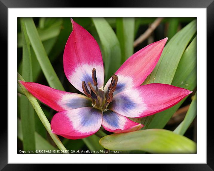 "SINGLE TULIP MACRO" Framed Mounted Print by ROS RIDLEY