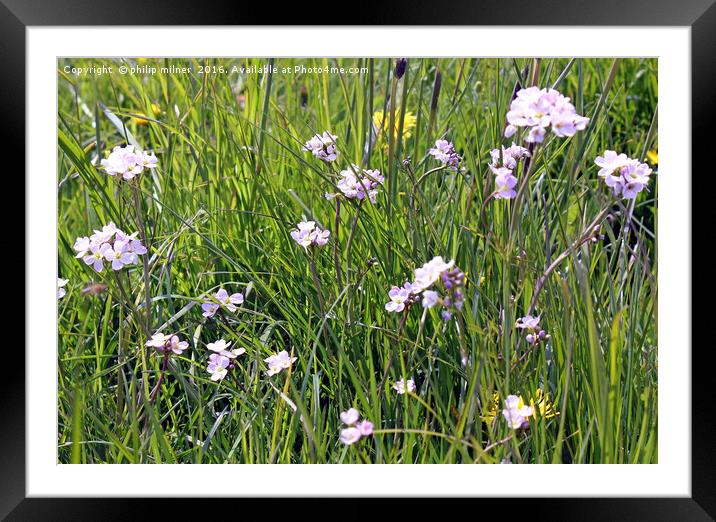 Meadow Flowers Framed Mounted Print by philip milner