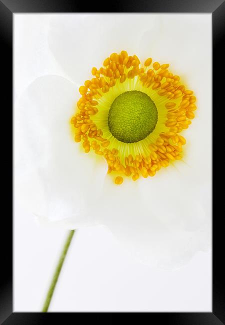 Anemone hupehensis (Japanese Windflower) Close up Framed Print by John Edwards